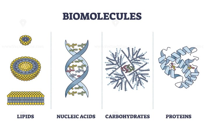 Hhmi biomolecules on the menu