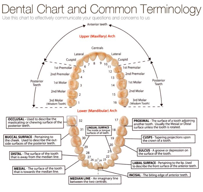 Dental terminology for receptionist pdf