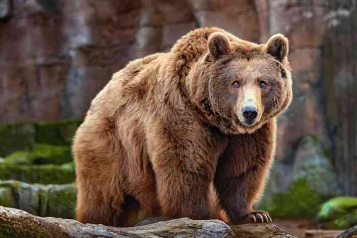 A tourist is being chased by an angry bear