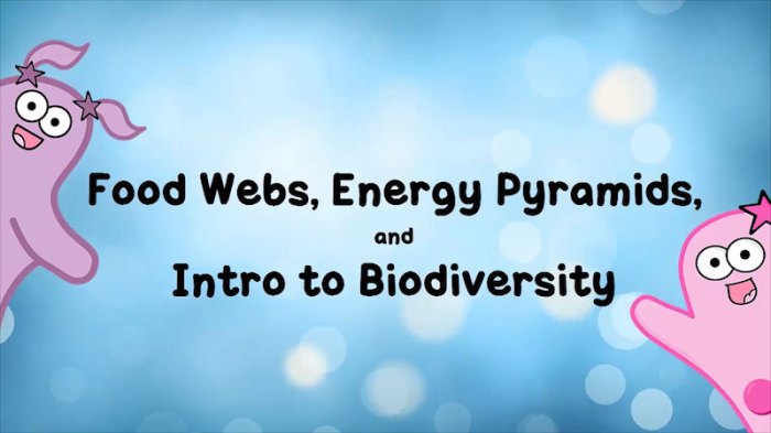 Food webs energy pyramids and an introduction to biodiversity