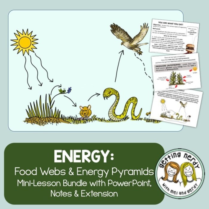 Food webs energy pyramids and an introduction to biodiversity