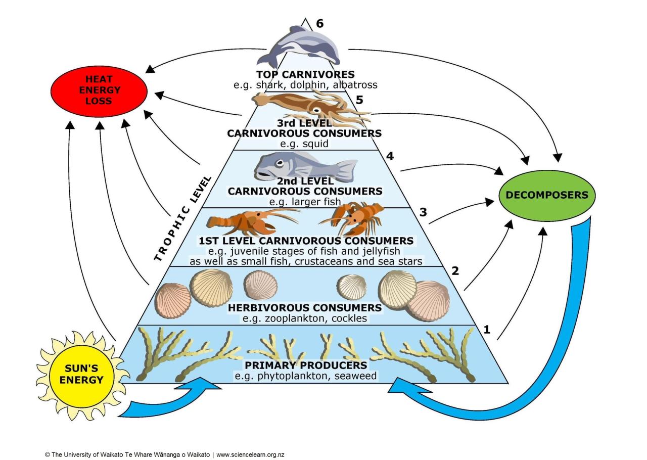 Food webs energy pyramids and an introduction to biodiversity