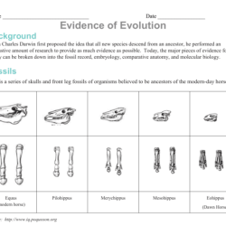 Evolution evidence pdf key worksheet answer reading digital 2021 science